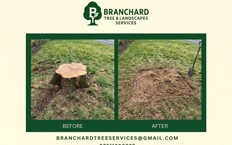 Ground-down stump with chip backfill raked level, ready for lawn seed or turf in a Hillmorton garden