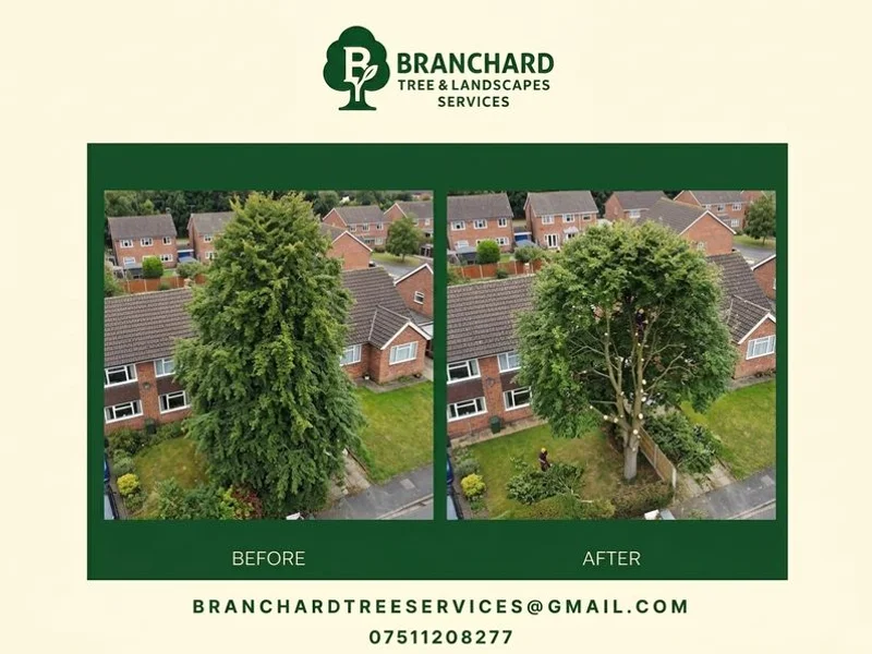 Crown Reduction & Pruning