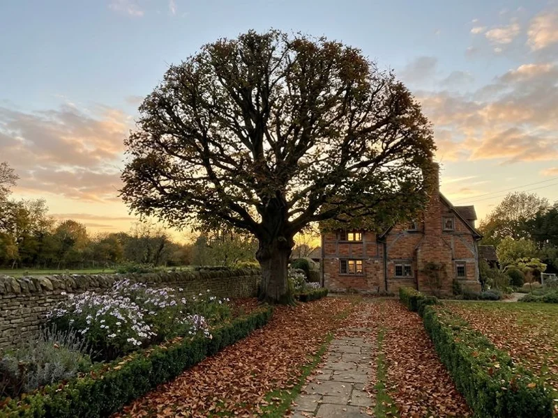 Crown reduction on a mature beech in Dunchurch