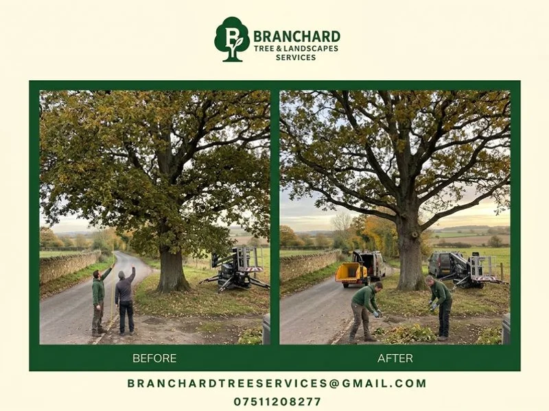 Branchard team assessing a mature oak in Dunchurch