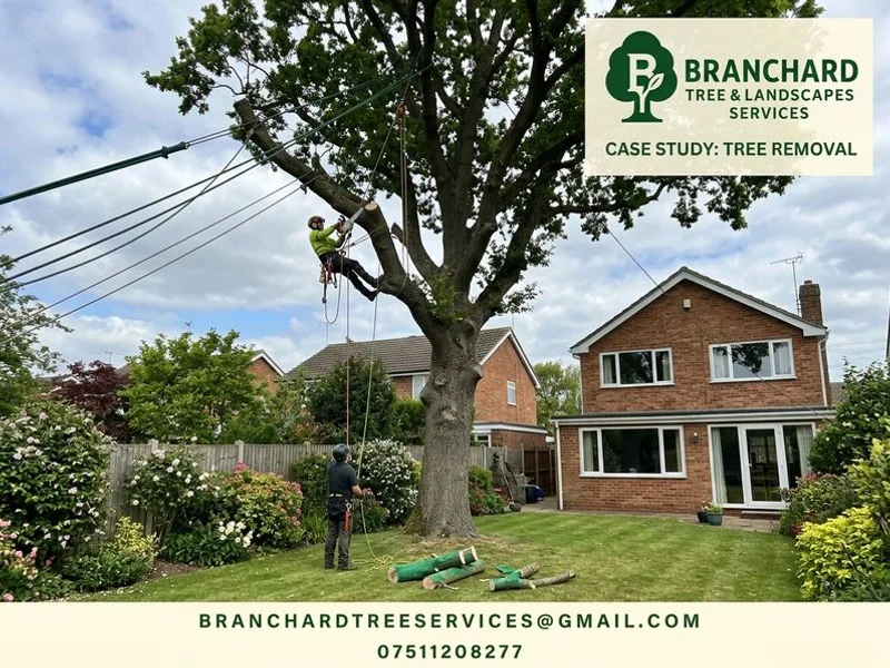 Sectional dismantling of a mature oak in Rugby