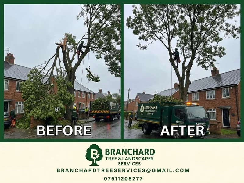 Made-safe service after storm damage to an ash in Warwickshire